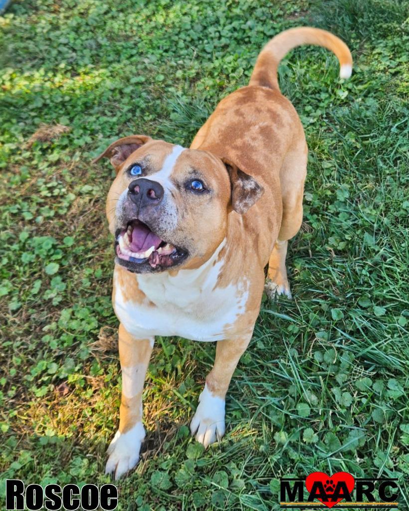 Roscoe