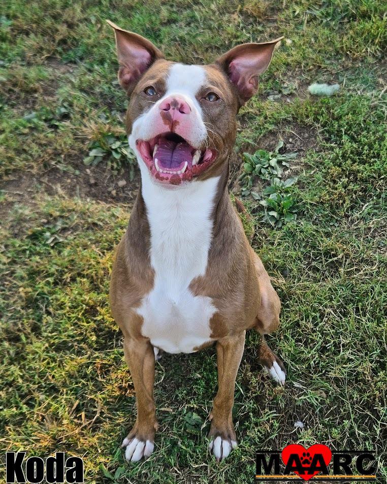 Koda