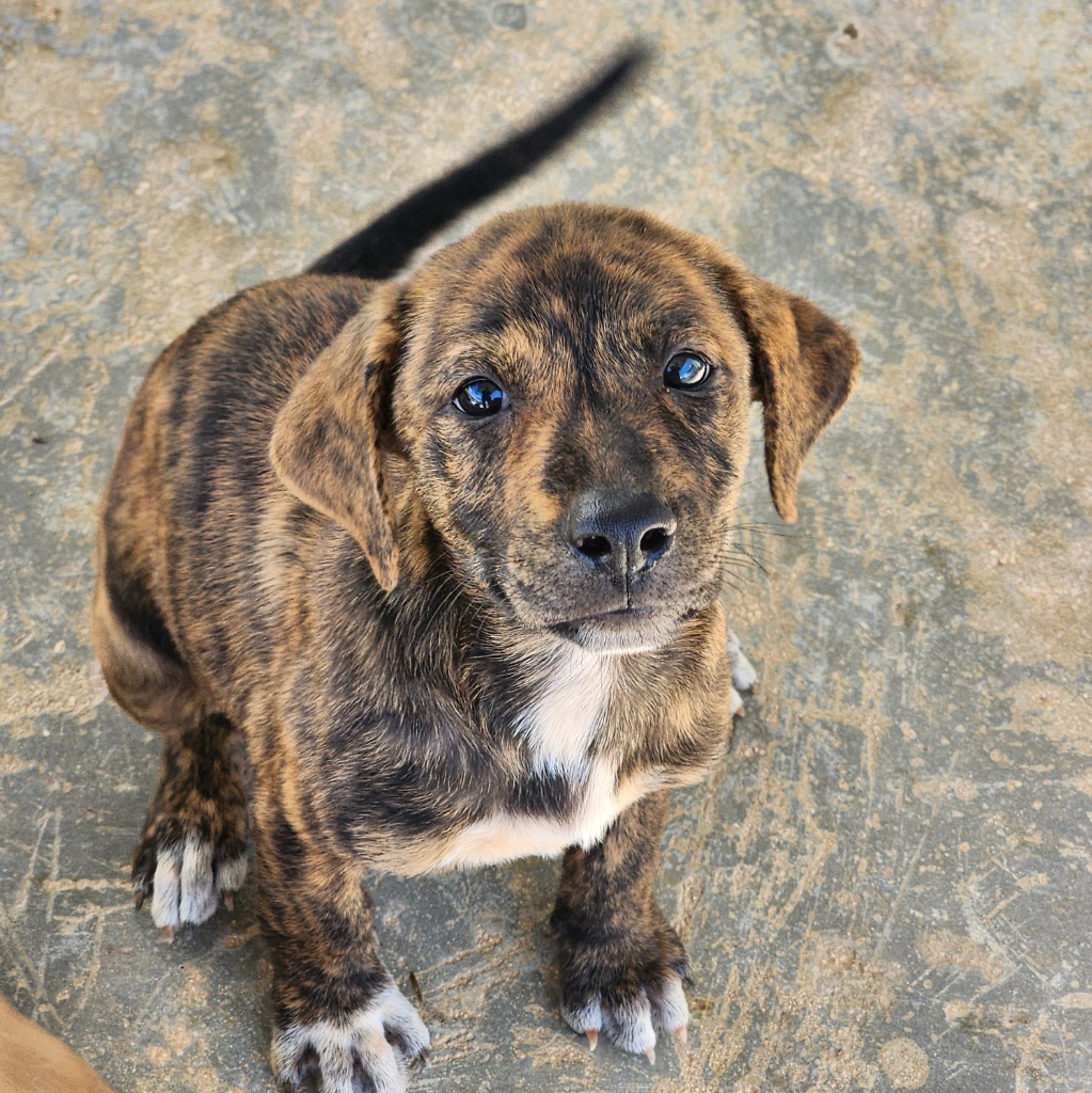 Salsa, an adoptable Affenpinscher in Mangilao, GU, 96923 | Photo Image 1