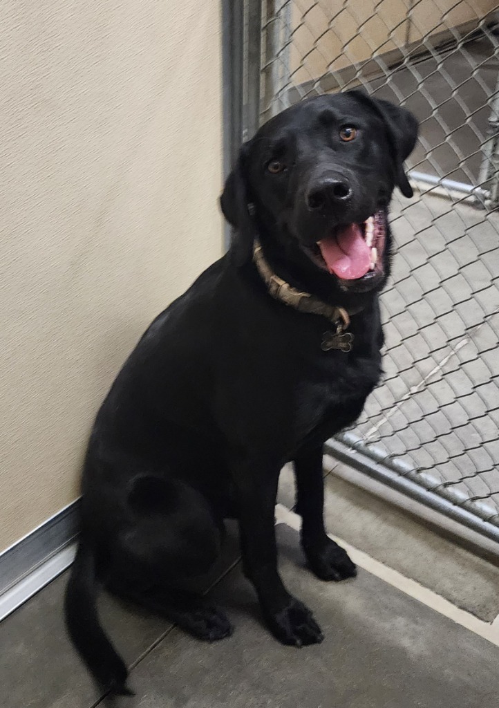 Finn, an adoptable Labrador Retriever in Green River, WY, 82935 | Photo Image 2