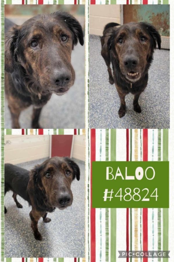 Baloo thumbnail 2