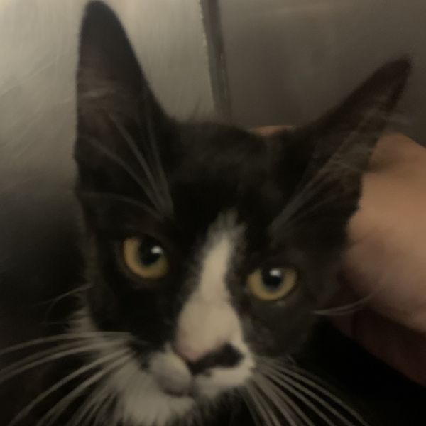 Blackberry thumbnail 3