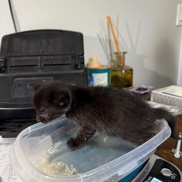 Mcgriddle thumbnail 2