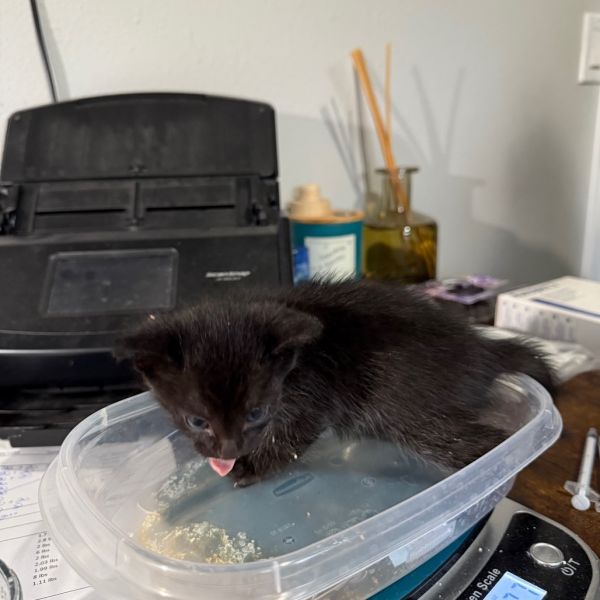 Mcgriddle thumbnail 3