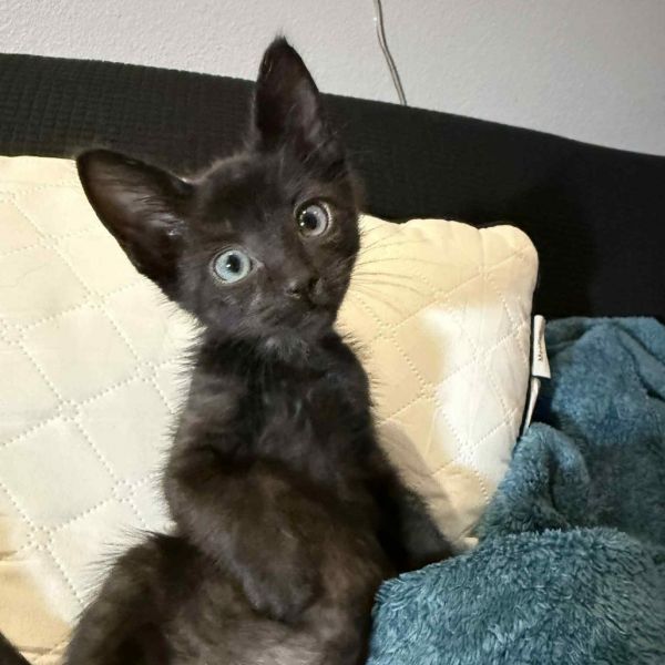 Mcgriddle thumbnail 4