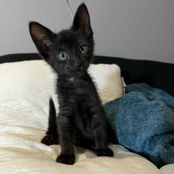 Mcgriddle thumbnail 5