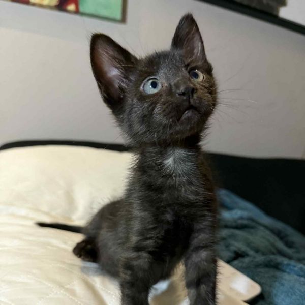 Mcgriddle thumbnail 6