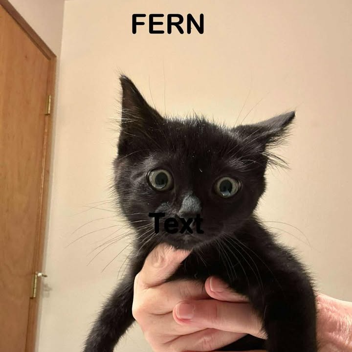 Fern