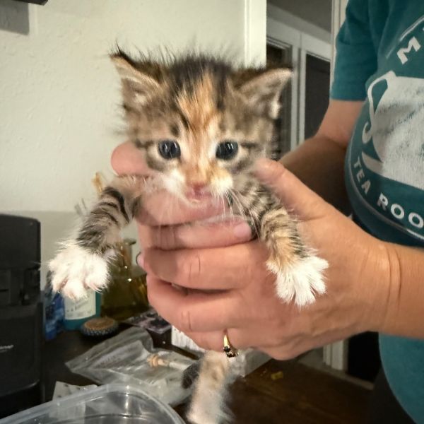 Mcnugget thumbnail 2