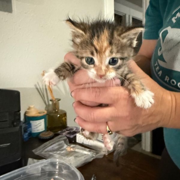 Mcnugget thumbnail 3