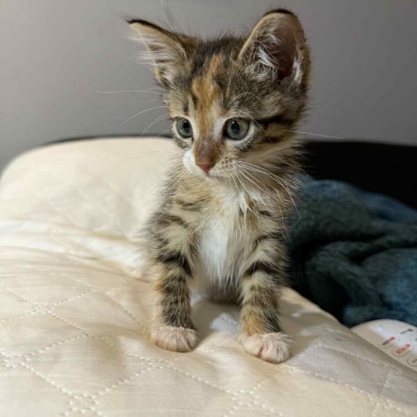 Mcnugget thumbnail 4