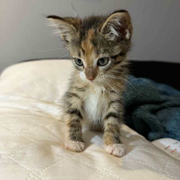 Mcnugget thumbnail 5