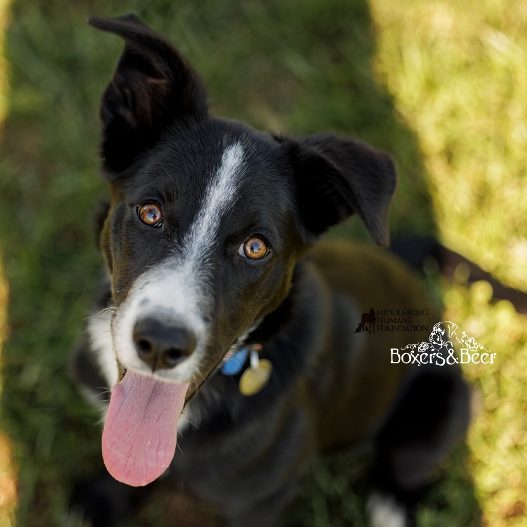 Raya (pending adoption)