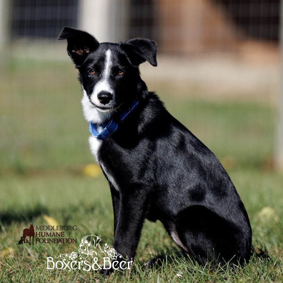 Raya (pending adoption)