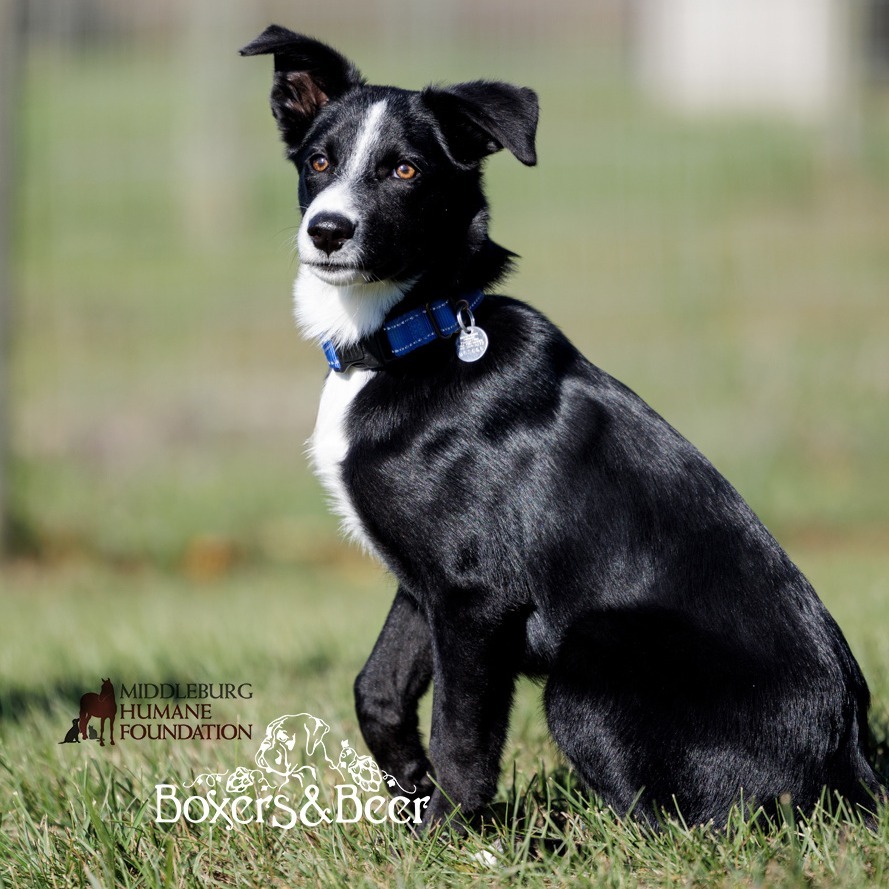 Raya (pending adoption)