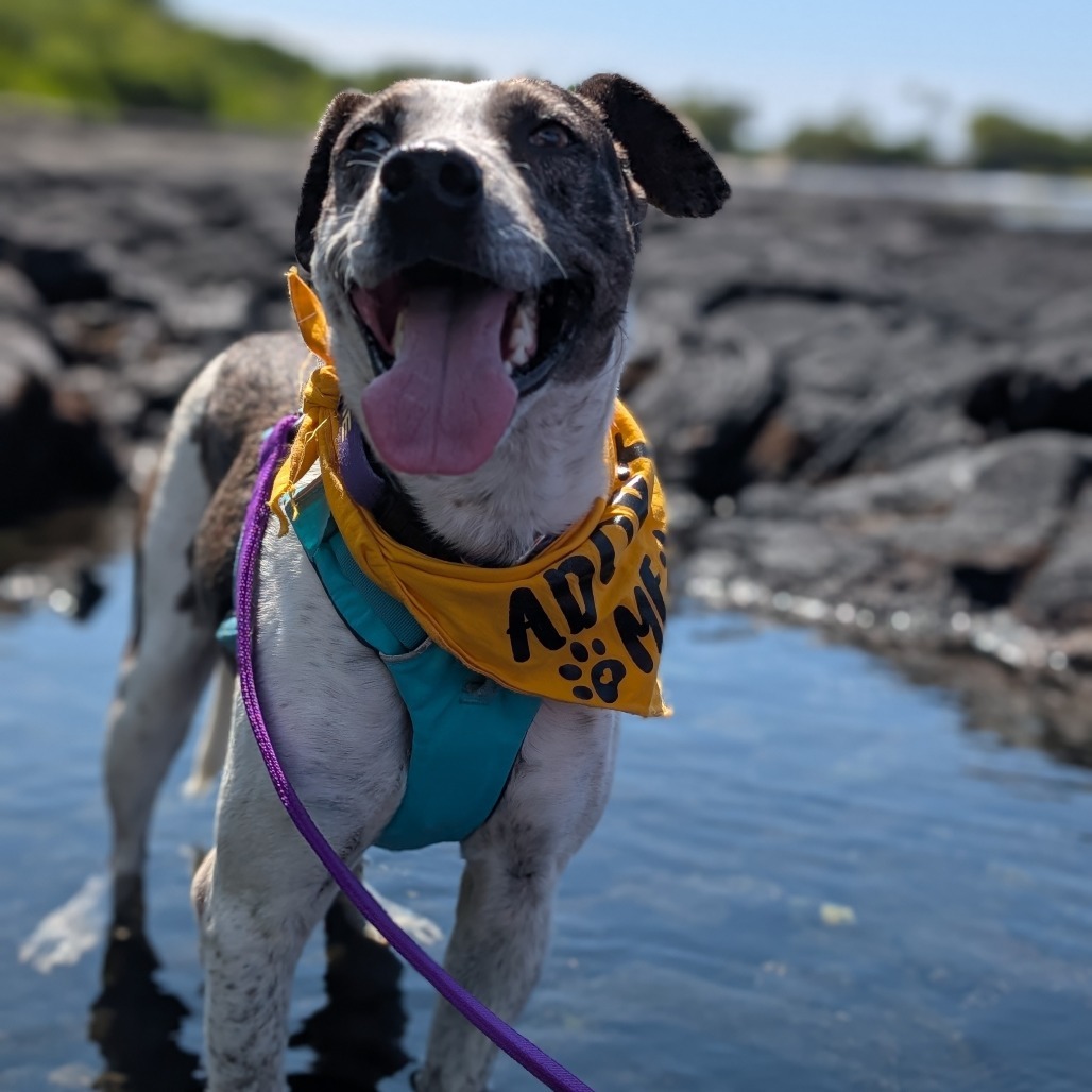 Archie, an adoptable Mixed Breed in Kailua Kona, HI, 96740 | Photo Image 1
