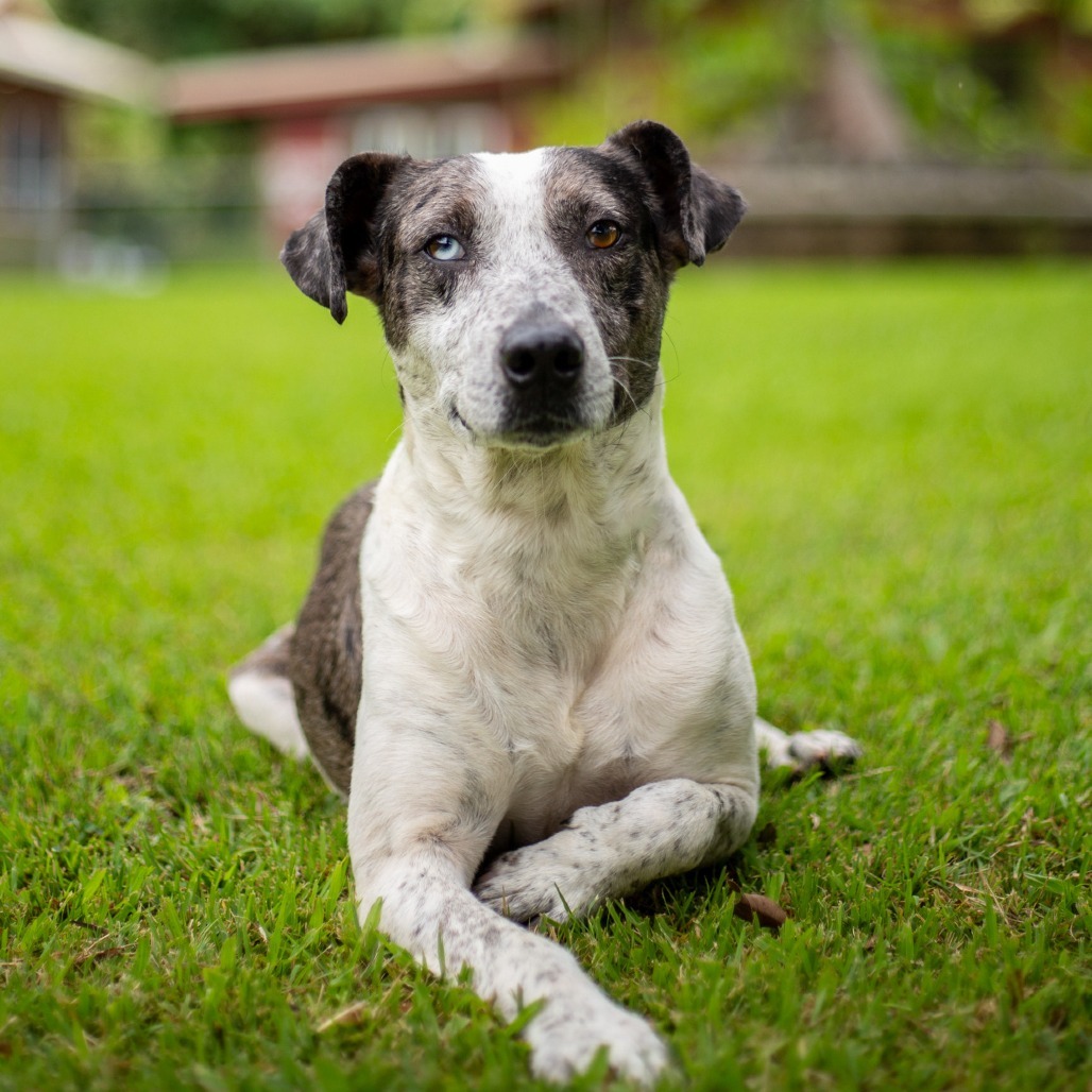 Archie, an adoptable Mixed Breed in Kailua Kona, HI, 96740 | Photo Image 2