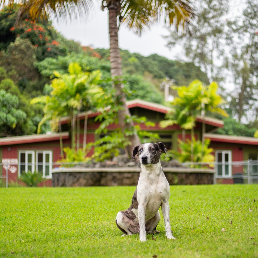 Archie, an adoptable Mixed Breed in Kailua Kona, HI, 96740 | Photo Image 3