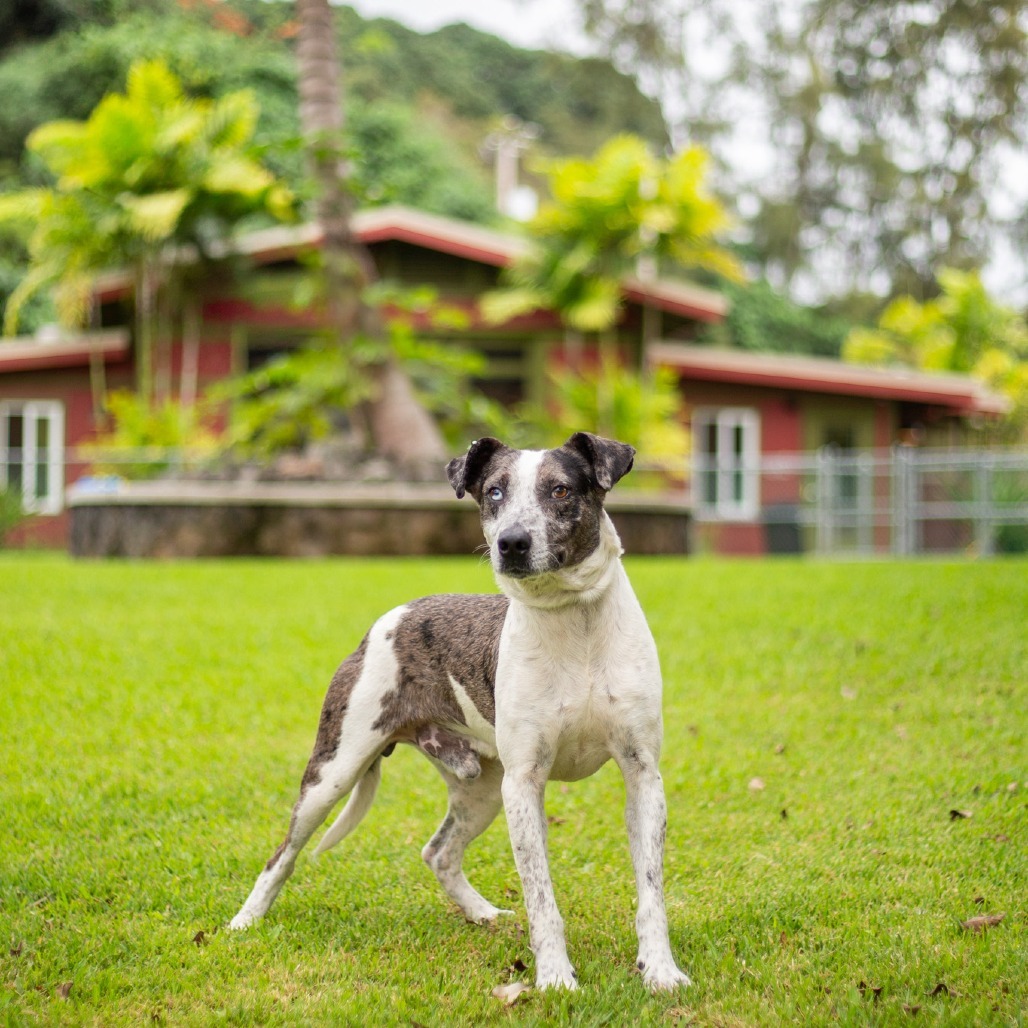 Archie, an adoptable Mixed Breed in Kailua Kona, HI, 96740 | Photo Image 4