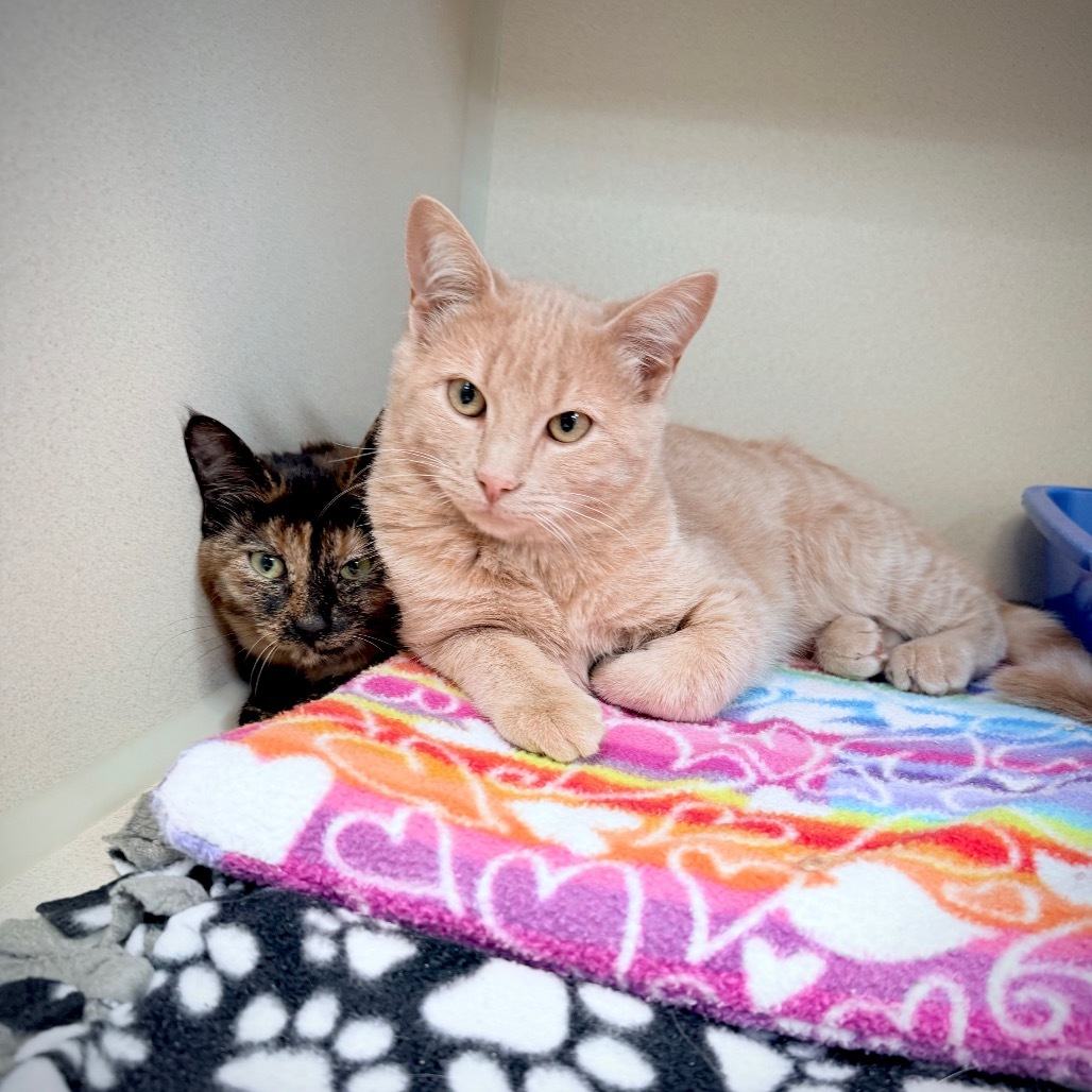 Pumpkin, an adoptable Domestic Short Hair in Great Falls, MT, 59404 | Photo Image 1