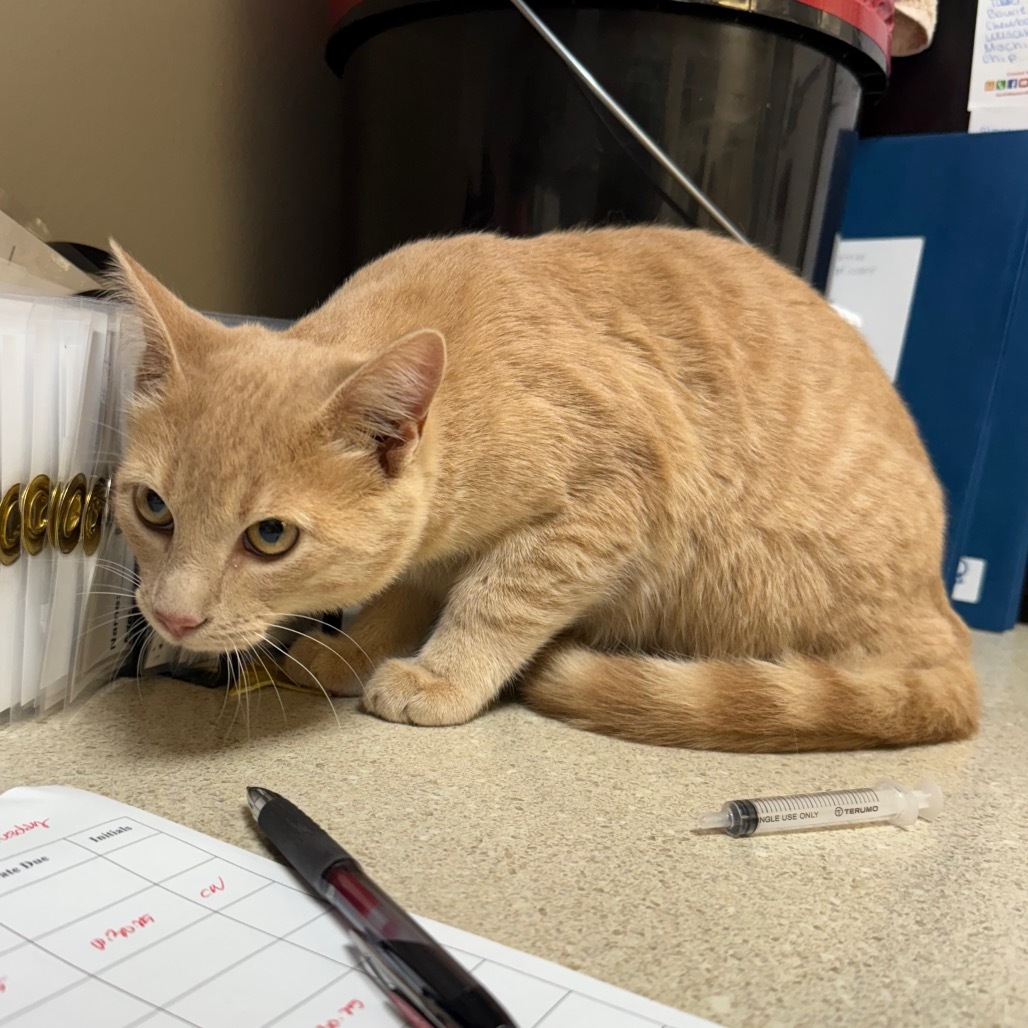 Pumpkin, an adoptable Domestic Short Hair in Great Falls, MT, 59404 | Photo Image 2