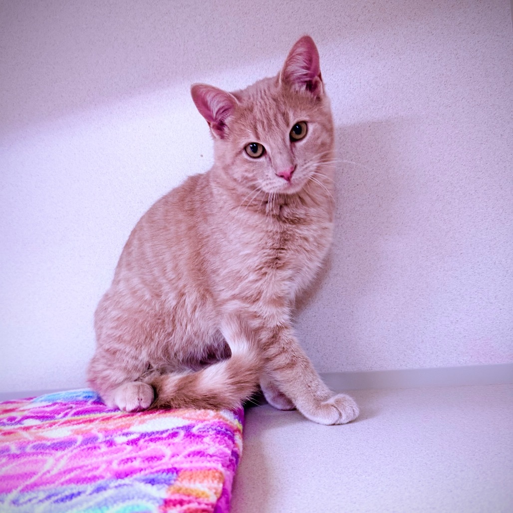 Pumpkin, an adoptable Domestic Short Hair in Great Falls, MT, 59404 | Photo Image 3