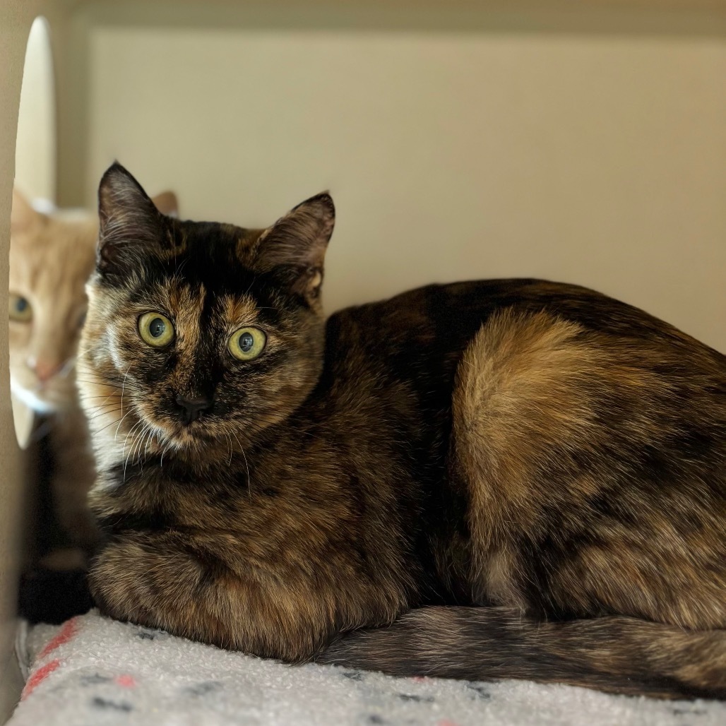 Wednesday, an adoptable Domestic Short Hair in Great Falls, MT, 59404 | Photo Image 1