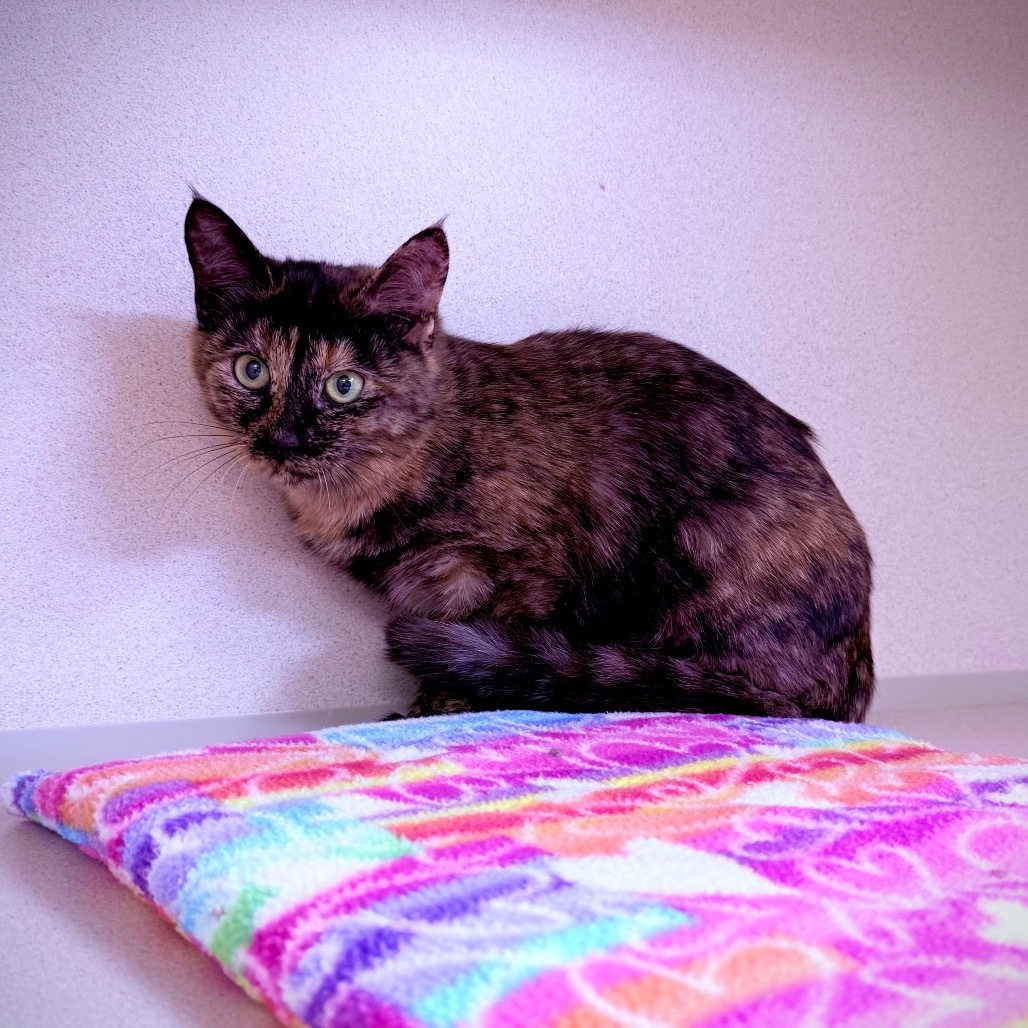 Wednesday, an adoptable Domestic Short Hair in Great Falls, MT, 59404 | Photo Image 2