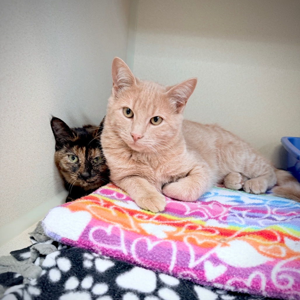 Wednesday, an adoptable Domestic Short Hair in Great Falls, MT, 59404 | Photo Image 3