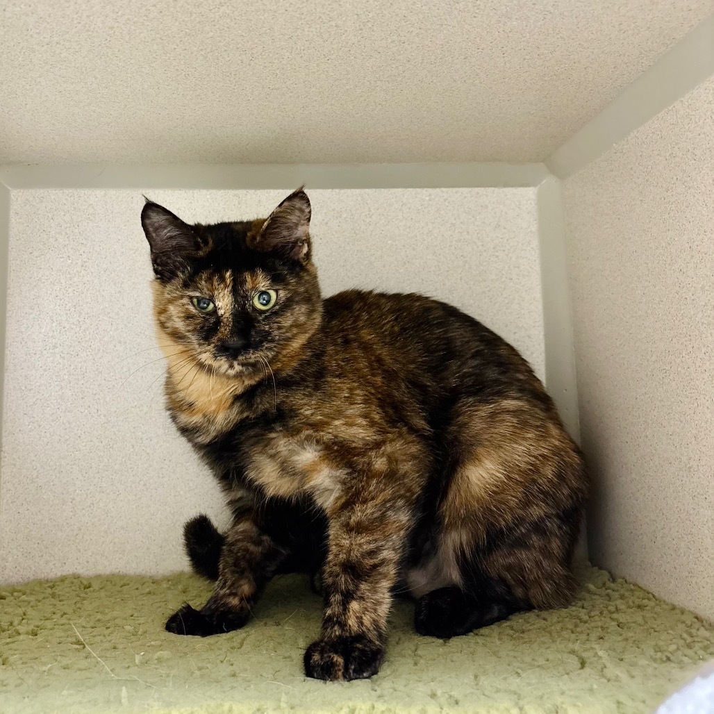 Wednesday, an adoptable Domestic Short Hair in Great Falls, MT, 59404 | Photo Image 4