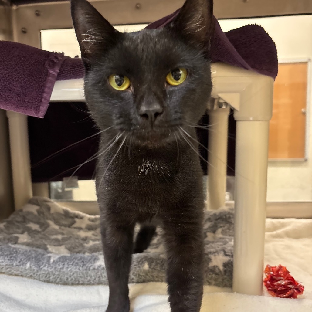 Edward Scissorpaws