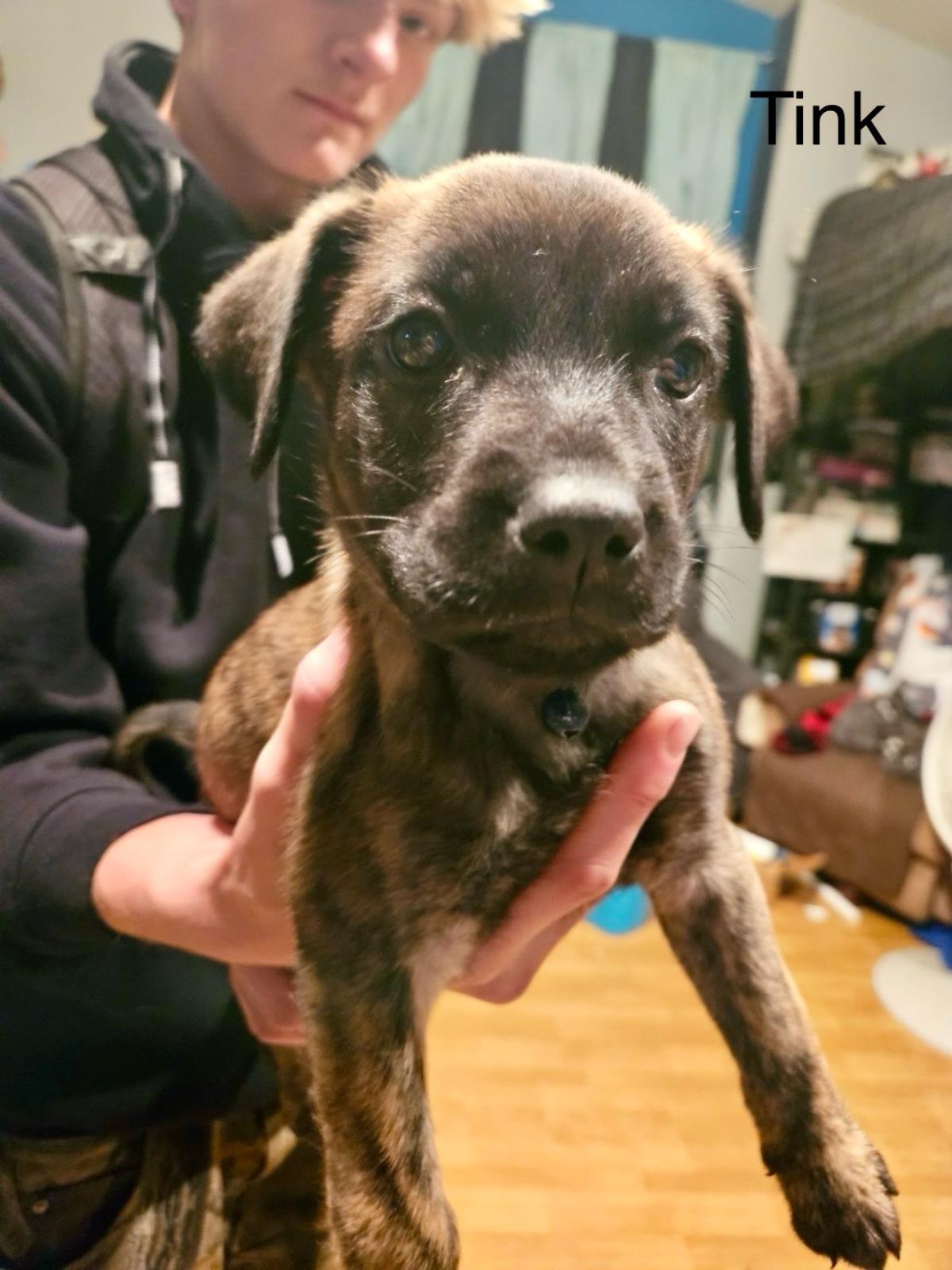 Adopt Tink