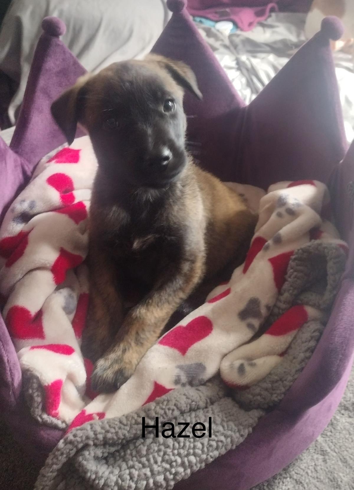 Adopt Hazel
