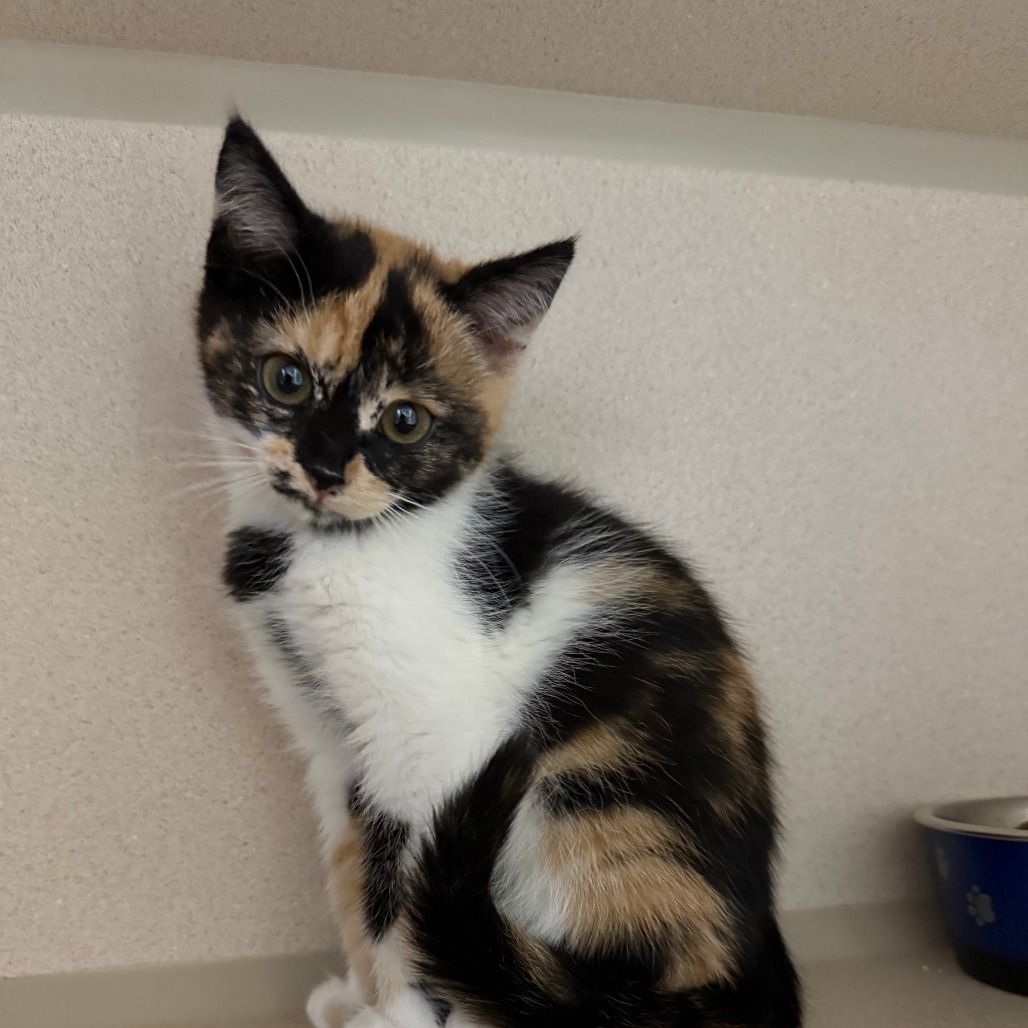 Bubbles, an adoptable Domestic Short Hair in Pagosa Springs, CO, 81147 | Photo Image 1