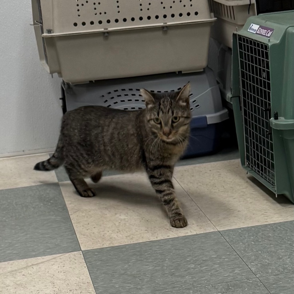 Marissa, an adoptable Domestic Medium Hair in Mount Shasta, CA, 96067 | Photo Image 1