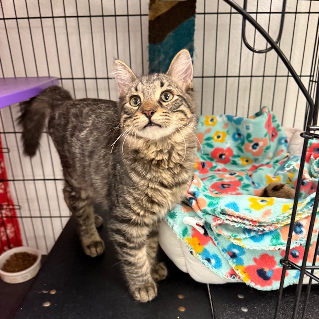 Tiger Boy, an adoptable Domestic Long Hair in Mount Shasta, CA, 96067 | Photo Image 1