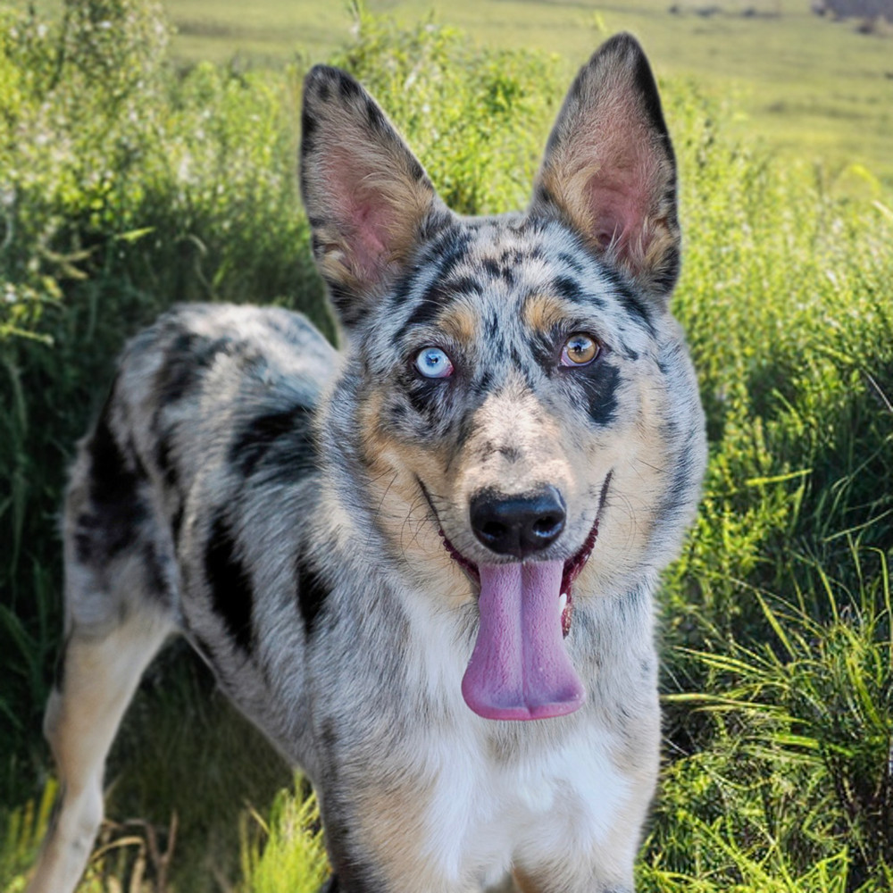 PIPPA