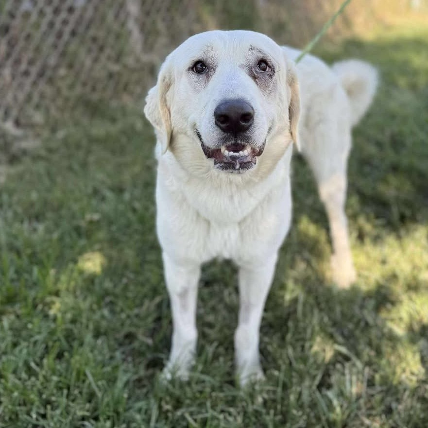 GRACIE