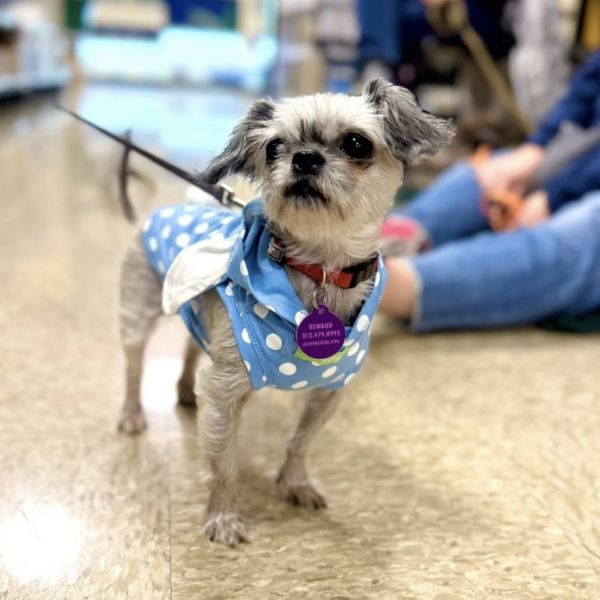 Dust Bunny thumbnail 2