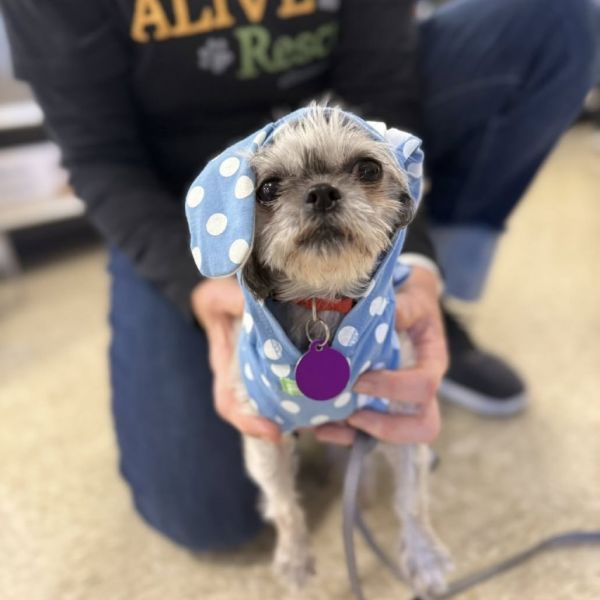 Dust Bunny thumbnail 3