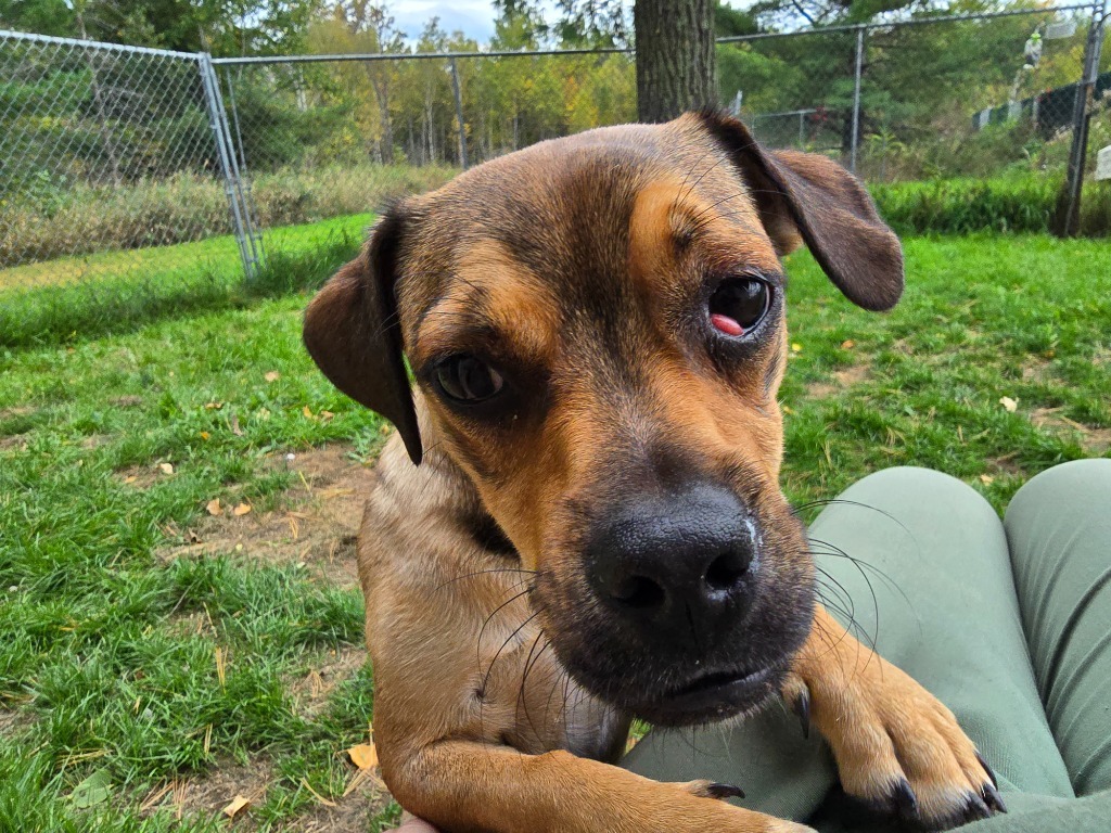 Pug 4 Tigger - Brownie Boy, an adoptable Pug in Ashland, WI, 54806 | Photo Image 1
