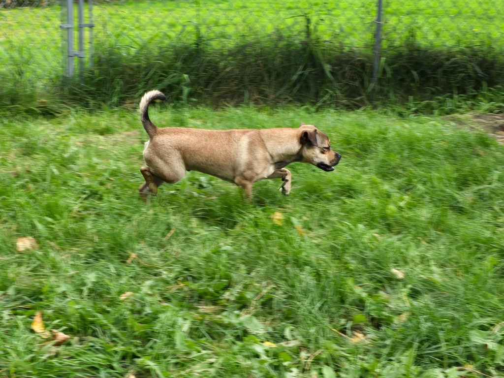 Pug 4 Tigger - Brownie Boy, an adoptable Pug in Ashland, WI, 54806 | Photo Image 2