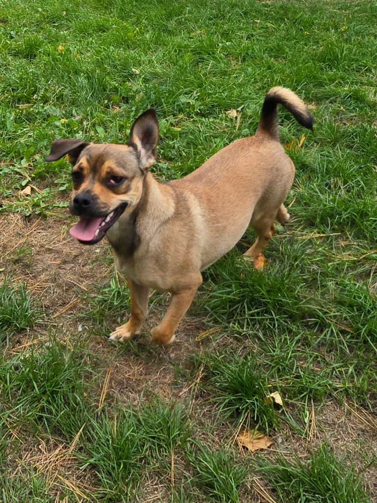 Pug 4 Tigger - Brownie Boy, an adoptable Pug in Ashland, WI, 54806 | Photo Image 3