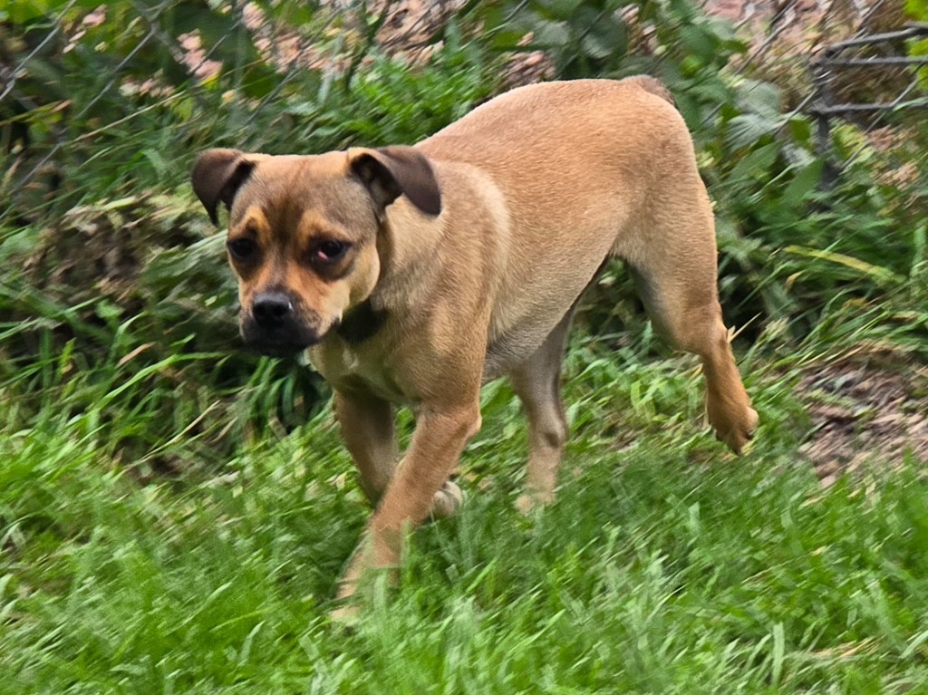Pug 4 Tigger - Brownie Boy, an adoptable Pug in Ashland, WI, 54806 | Photo Image 4