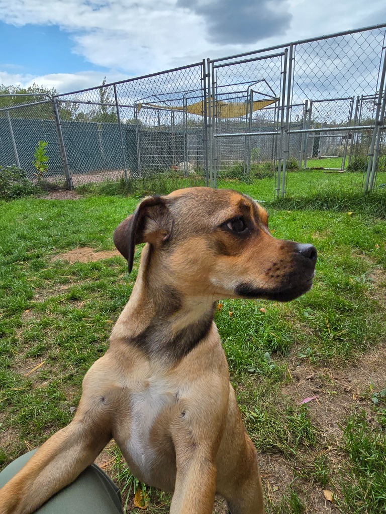 Pug 4 Tigger - Brownie Boy, an adoptable Pug in Ashland, WI, 54806 | Photo Image 5