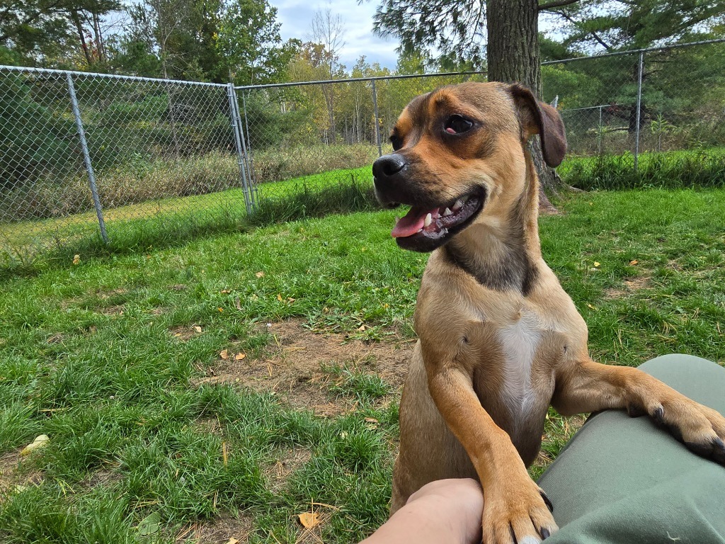 Pug 4 Tigger - Brownie Boy, an adoptable Pug in Ashland, WI, 54806 | Photo Image 6
