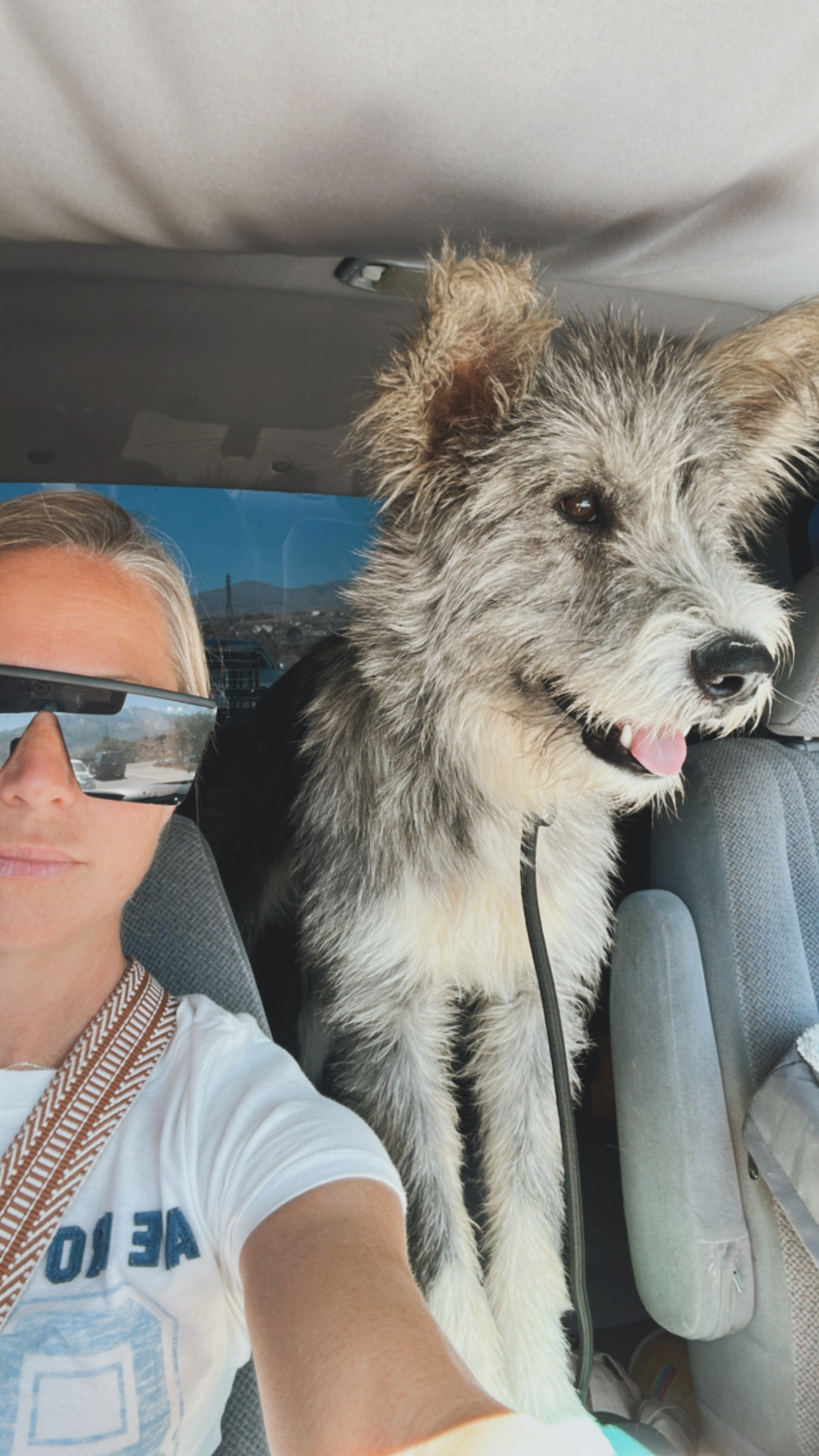 Bodhi, an adoptable Briard in Palm desert, CA, 92211 | Photo Image 1