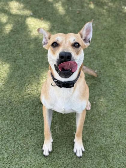 Polo, an adoptable Mixed Breed in Hutchinson, KS, 67504 | Photo Image 1