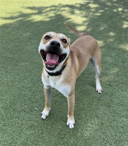 Polo, an adoptable Mixed Breed in Hutchinson, KS, 67504 | Photo Image 2