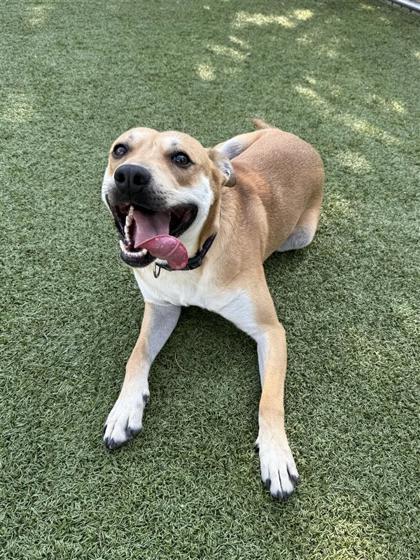 Polo, an adoptable Mixed Breed in Hutchinson, KS, 67504 | Photo Image 3